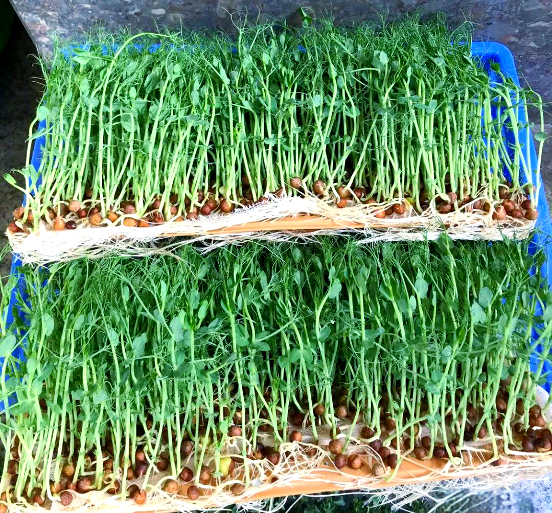 麻豌豆芽苗菜:从美食到健康守护者的转变