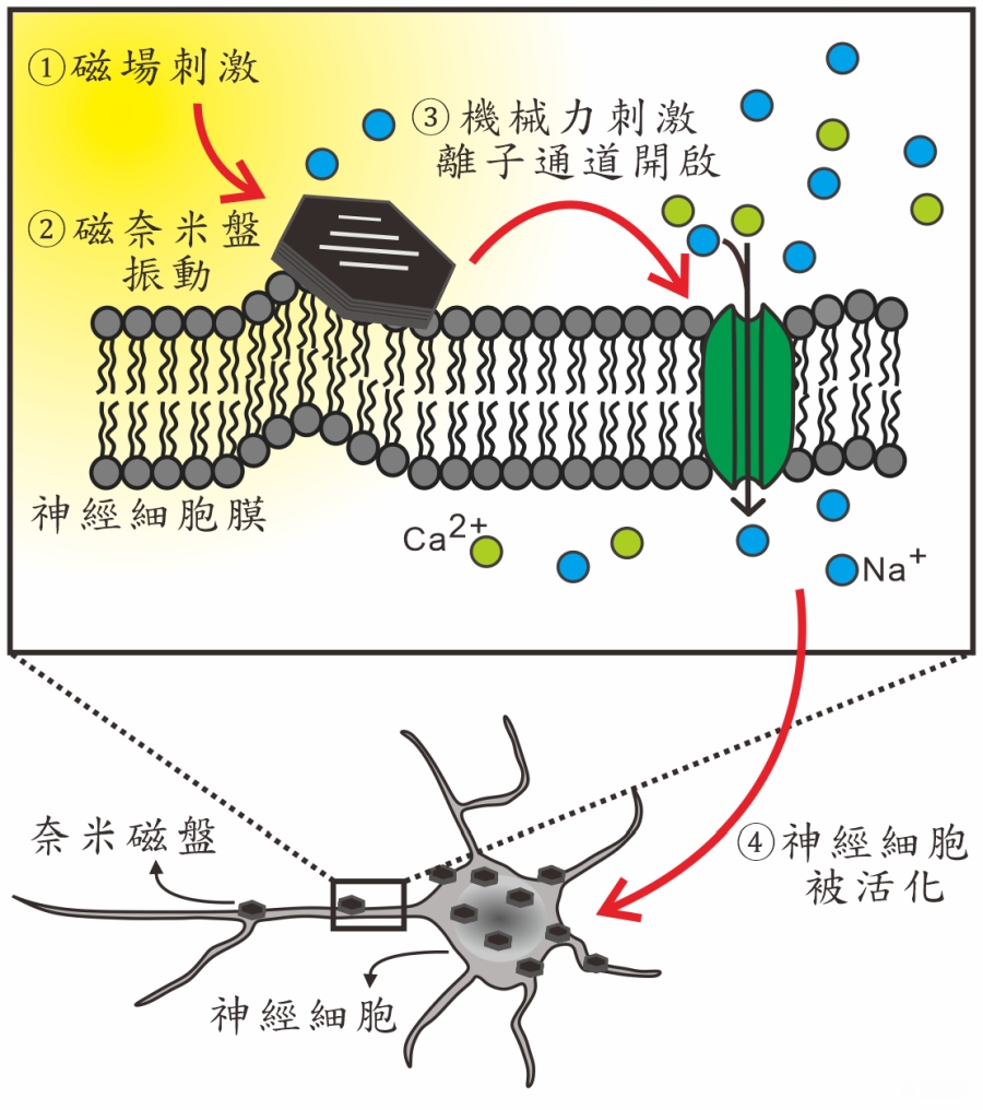 阿茲海默症治療突破!陽明交大生醫所成功