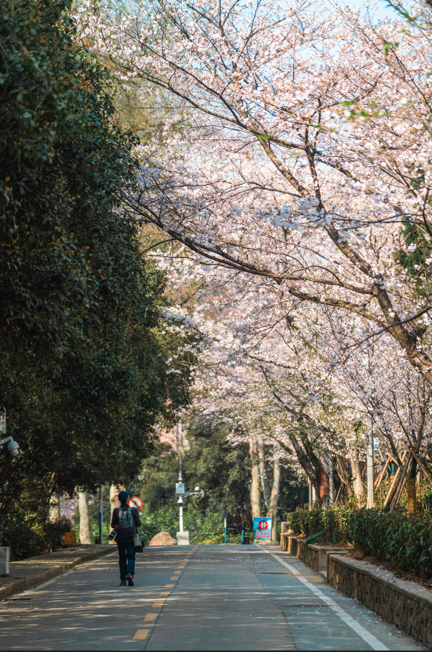 樱花实况武大早樱盛放东湖樱花园开园