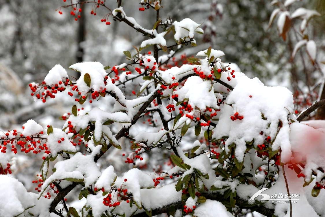 建始:雪中火棘红 冬日添新意