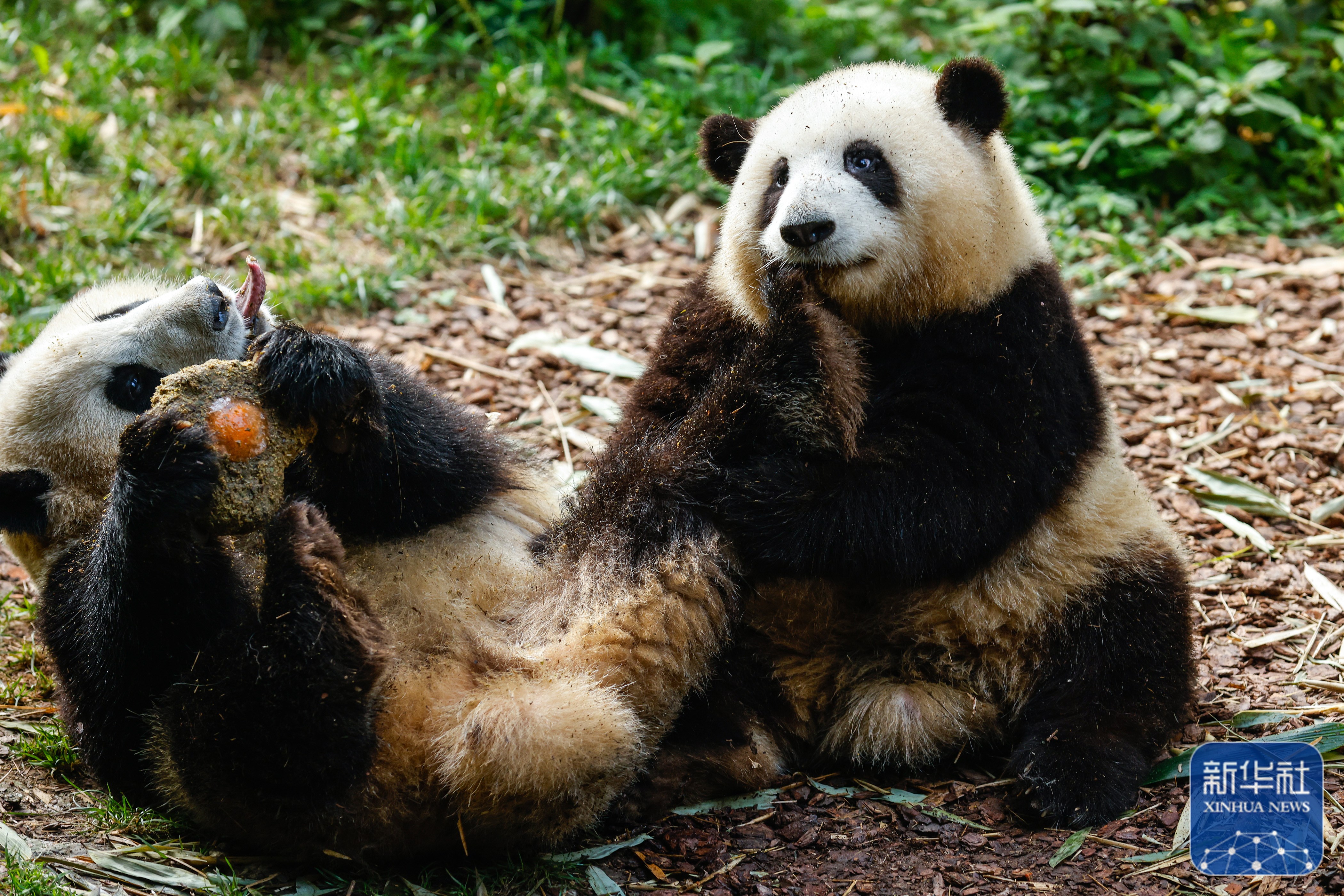 大熊猫龙凤胎姐弟"和花""和叶"生日会