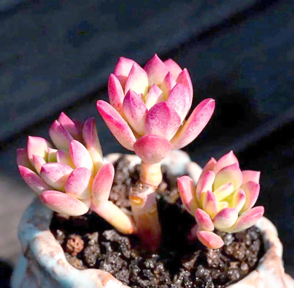 多肉植物红稚莲的养护要点及特性分析