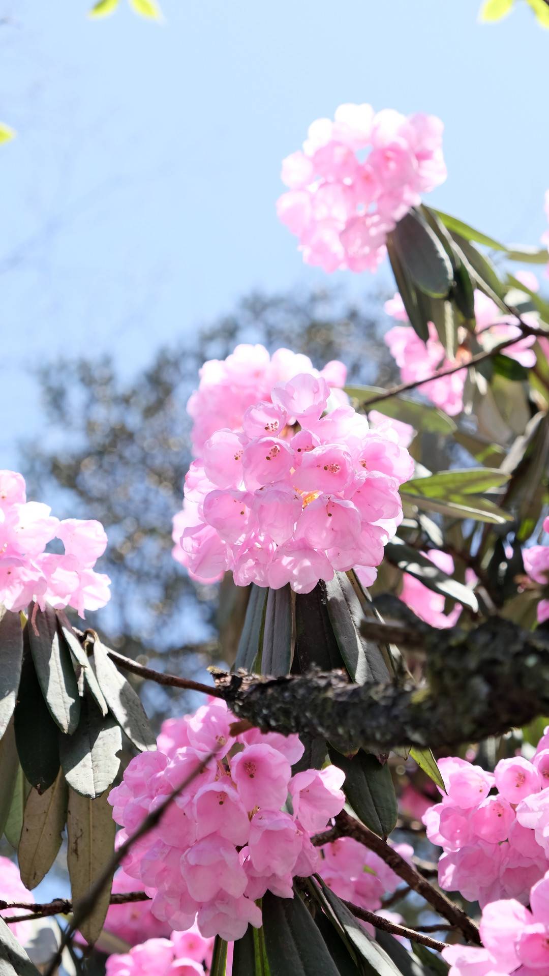 五一假期省内游成主流 四川峨眉山杜鹃花节推出系列惠民政策