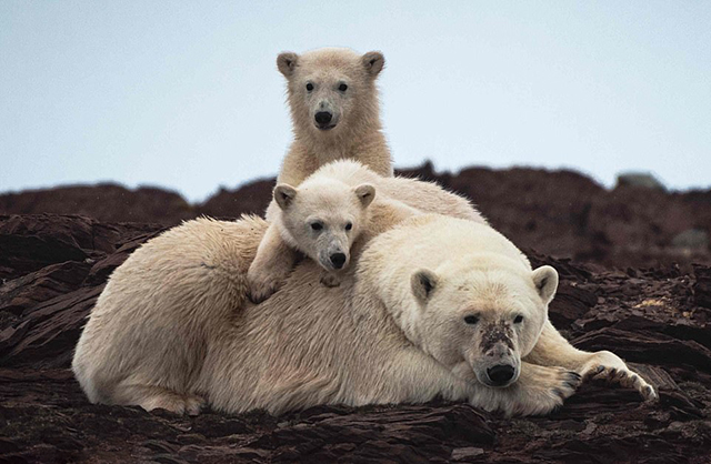 北极熊 食品 - 2020年最新商品信息聚合专区 - 百度爱采购