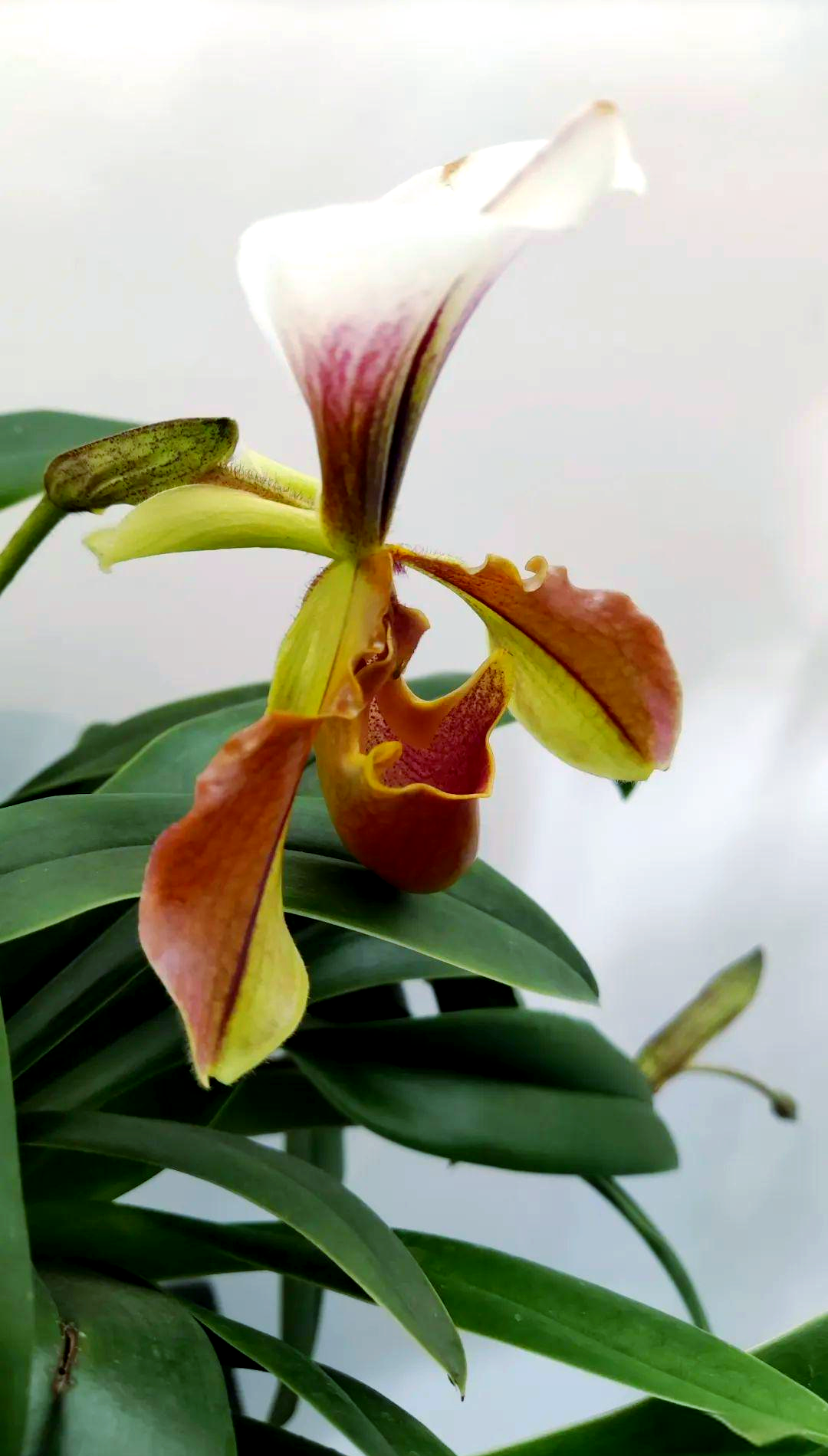 云南原生兰花揭秘,麻栗坡和紫毛的独特魅力