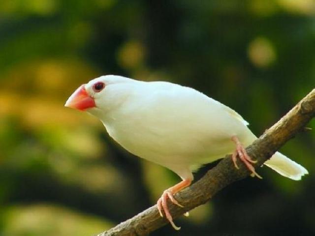 白色红嘴小鸟图片