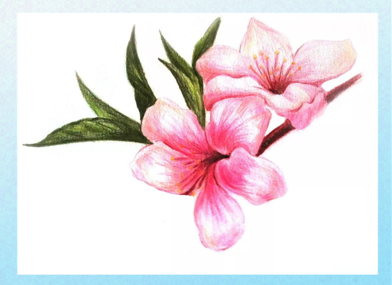 用彩色铅笔再现桃花的诗意之美