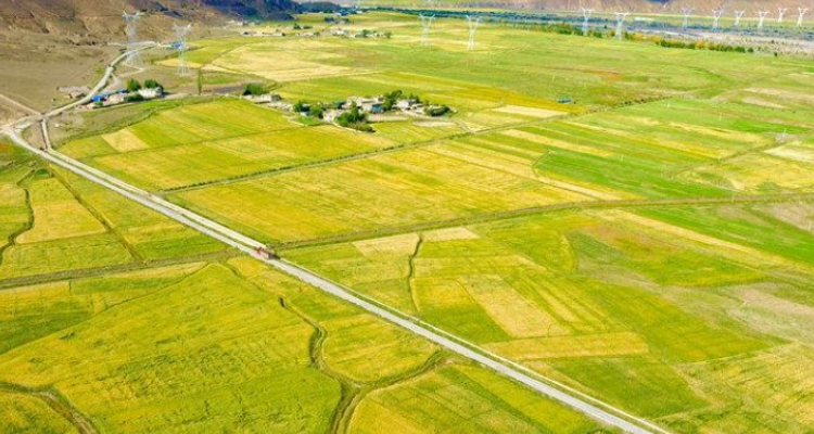 什么的田野填空词语图片