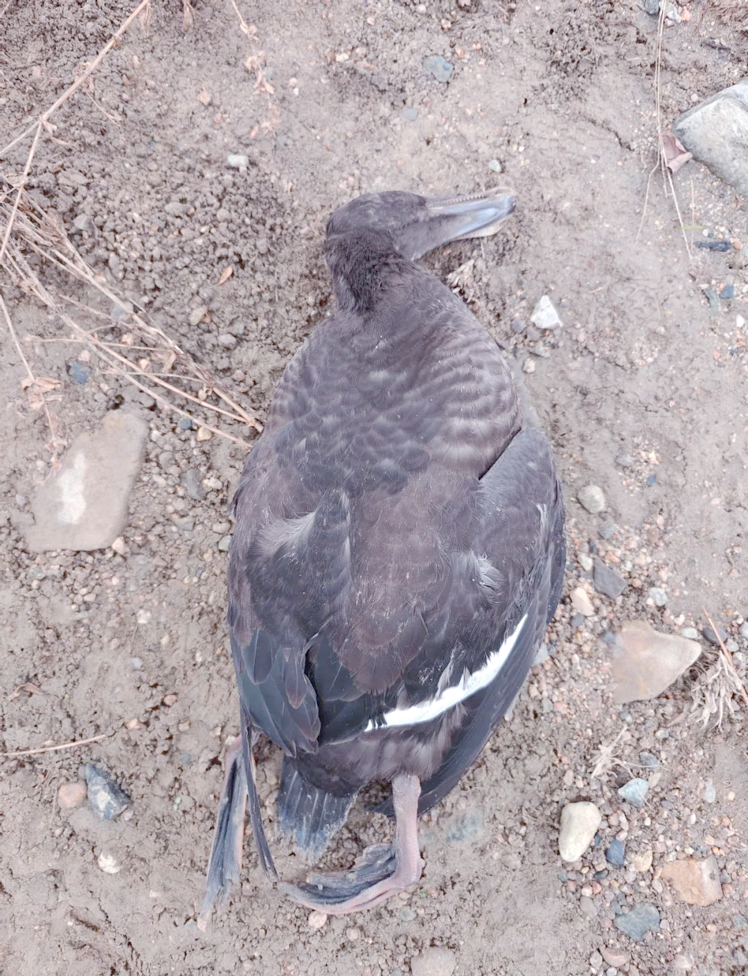 海番鸭:一种见不到大海的潜水鸭类