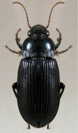 京津冀现酷似蟑螂的黑色昆虫,专家:它某种程度上算是益虫