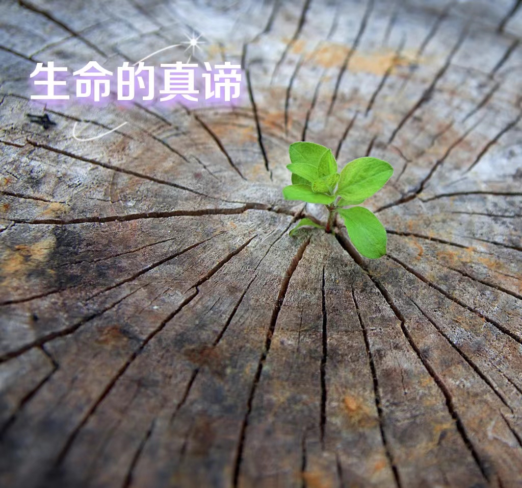 一首《生命的真谛》献给正被生活困扰的人