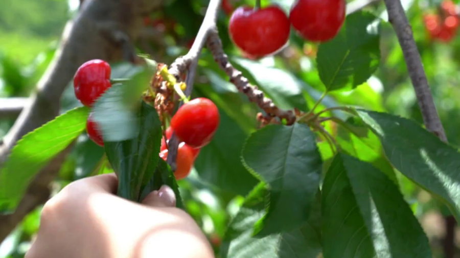 博览视频丨沂源大樱桃火爆上市