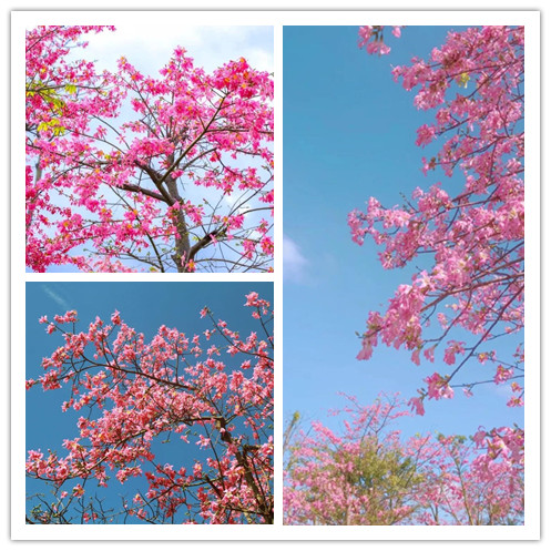 珠海横琴十里超美花海美醉游客,免费游玩!不来遗憾,来了震撼!