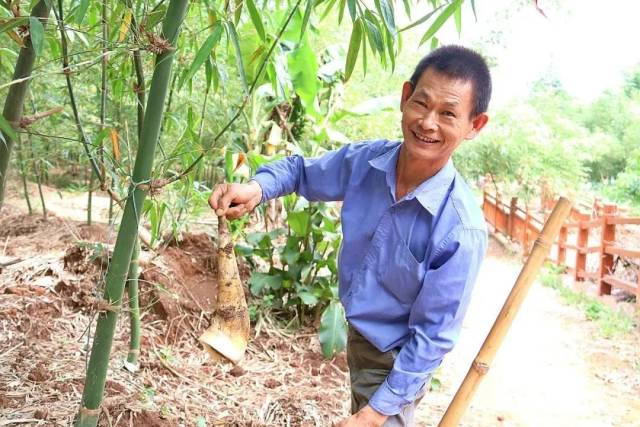 "笋中之王"林岳吊丝丹清甜上市!速来尝鲜