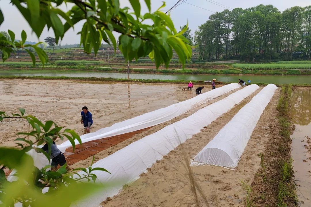 「奮進新徵程 建功新時代 人才作貢獻」萬江紅:一生愛農業科技 一心親