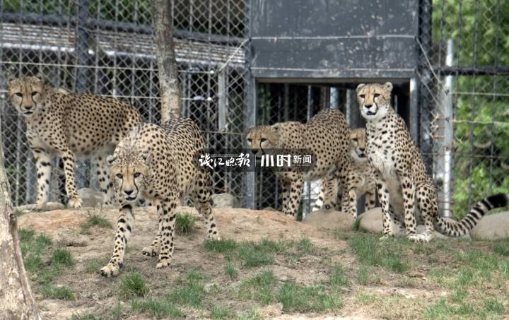 杭州出现"豹子",网友各种脑洞:纯野生?马戏团逃逸?