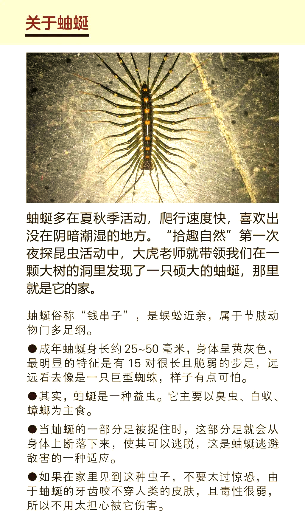 趣味百科探索:揭秘百足虫的奥秘