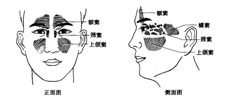 涨个姿势~我要种牙,为什么要动我的上颌窦?