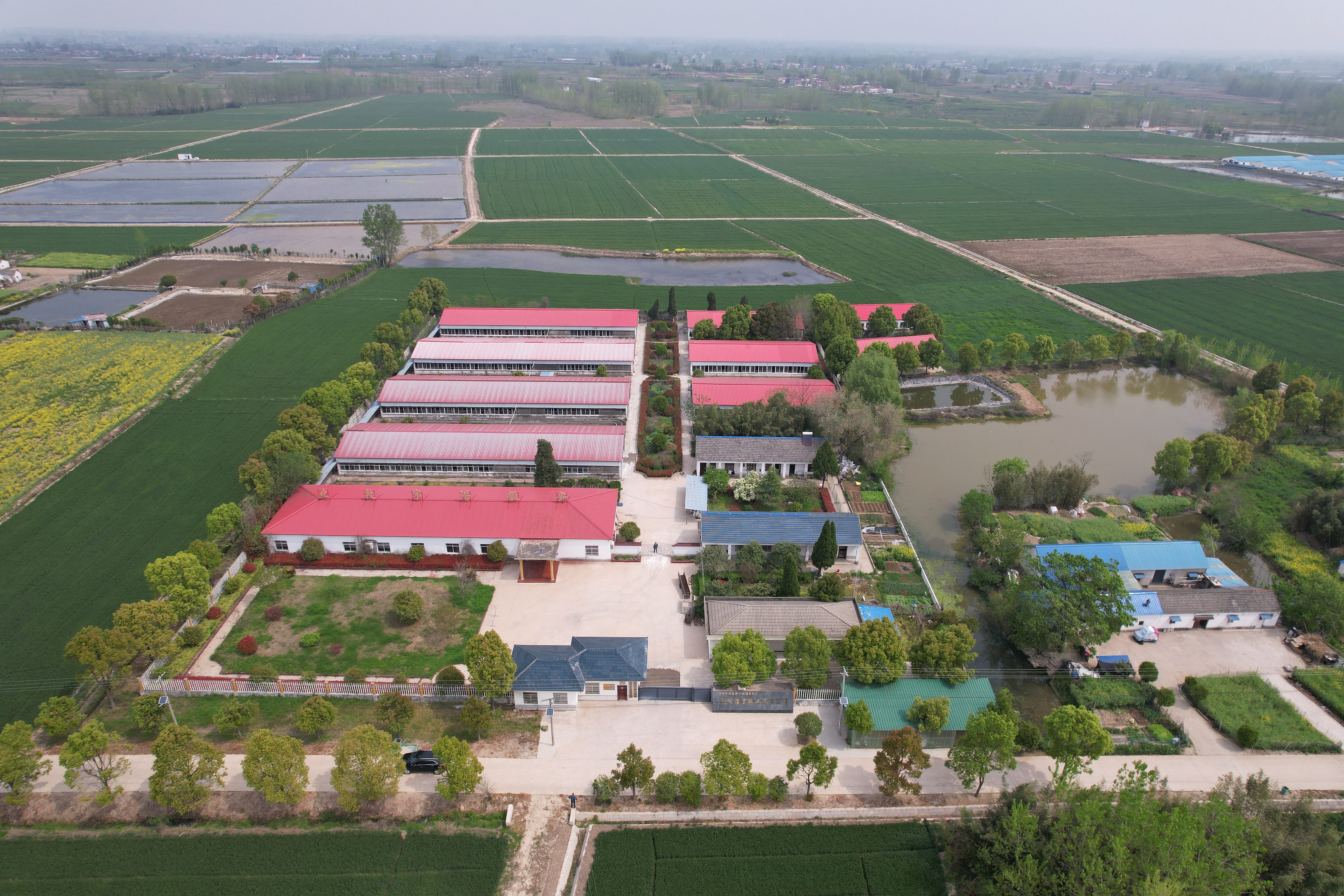 霍邱县扈胡镇:种养殖两翼齐飞 助力乡村振兴