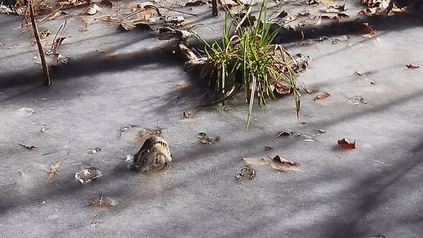 在寒冷的冬天,冰水中只能看到鼻子的鳄鱼,它们为什么会这样呢?