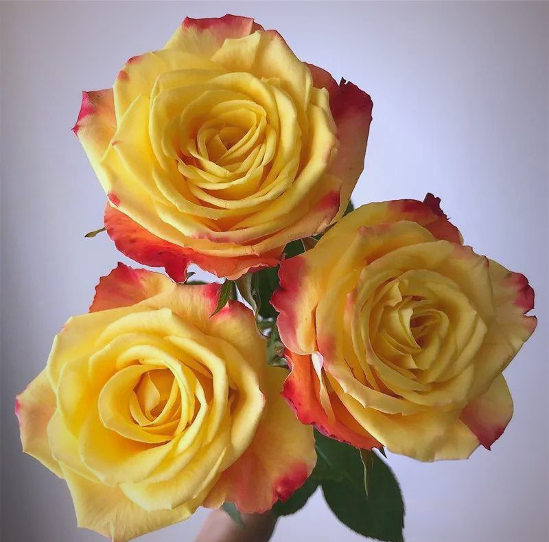 闪耀玫瑰的魅力与养护技巧全解析