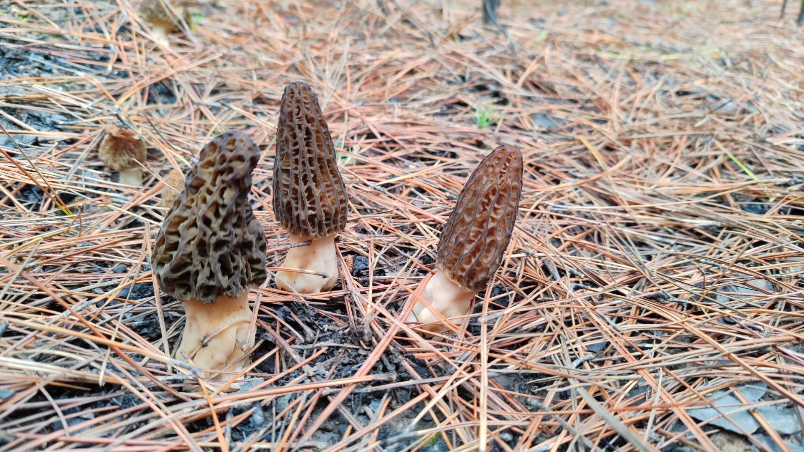 四川野生菌品种大全图片