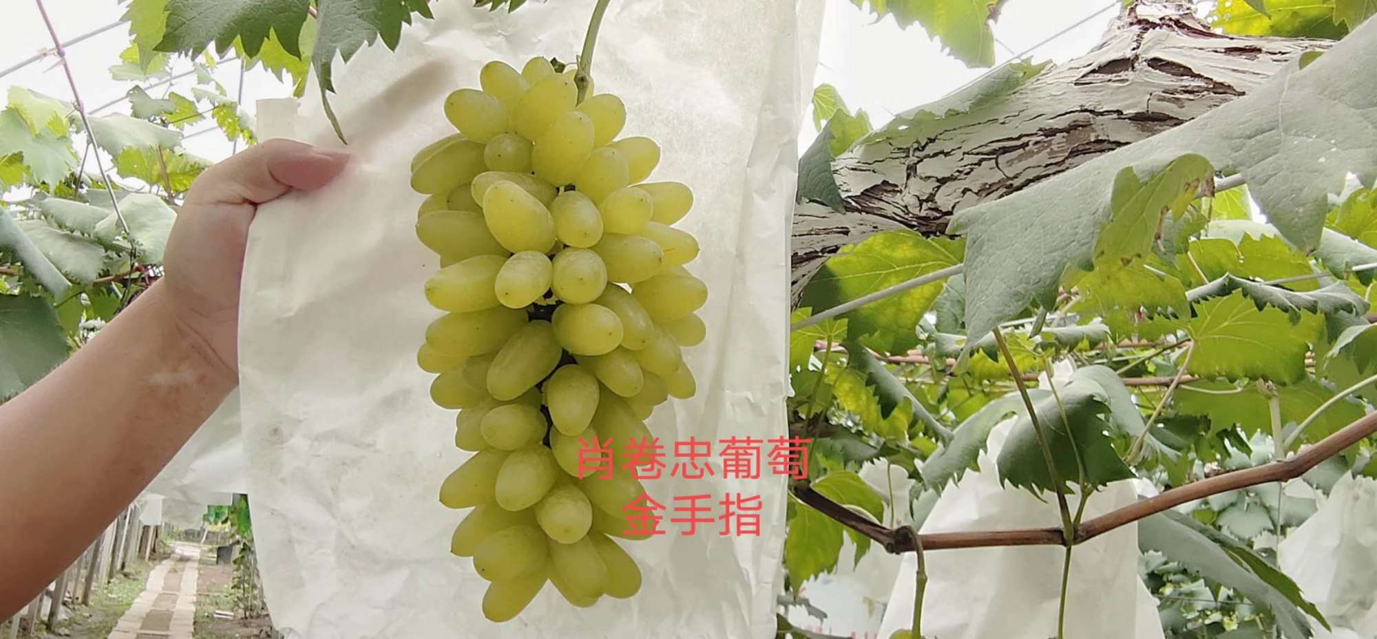 阳光玫瑰葡萄树苗价格多少