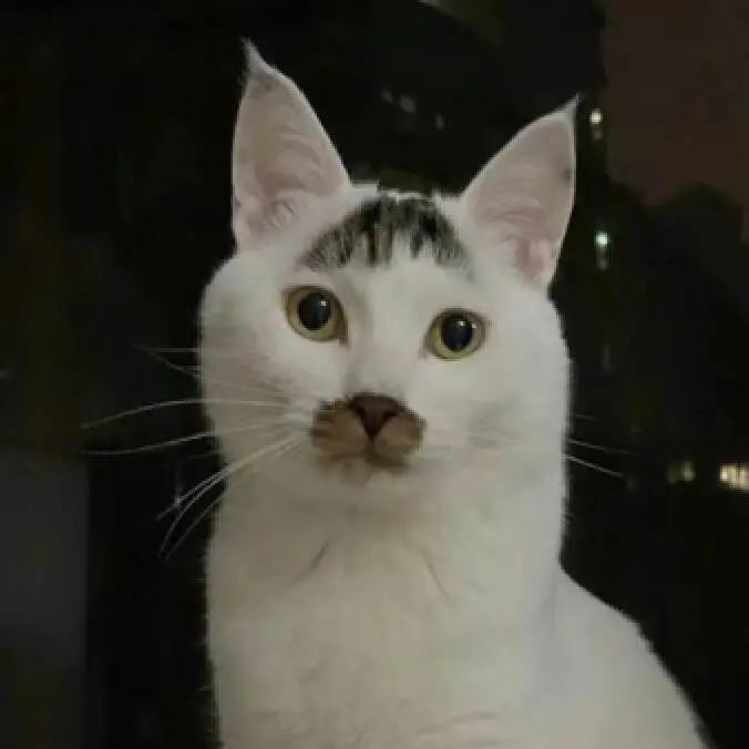 今有打工狗,考研狗,而你又是什么狗?