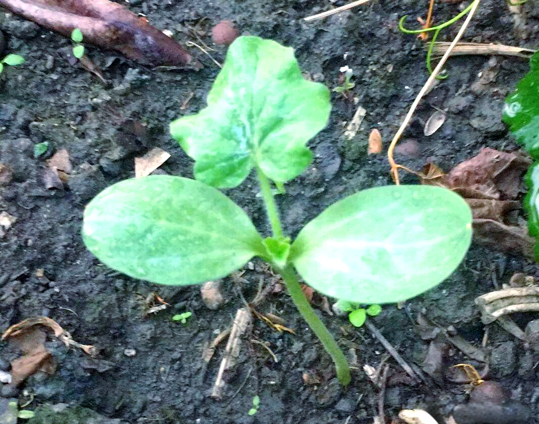 种西瓜的全程记录与感悟