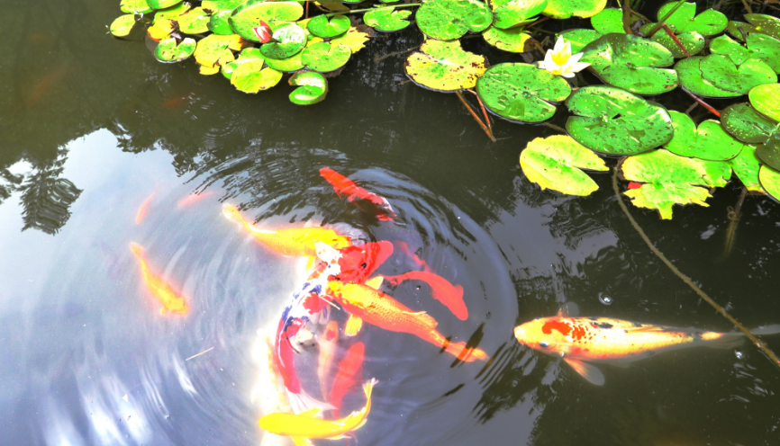 荐读|张润东:夏