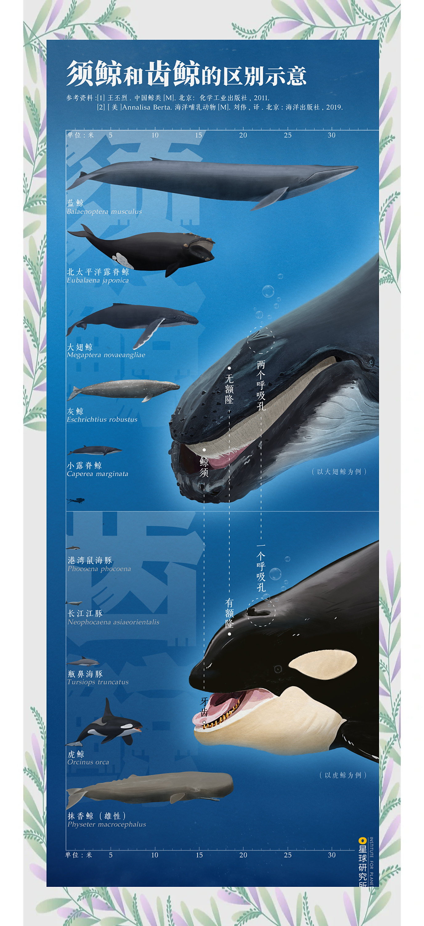 探索海洋生物的宝藏:鲸鱼的多样性与智慧