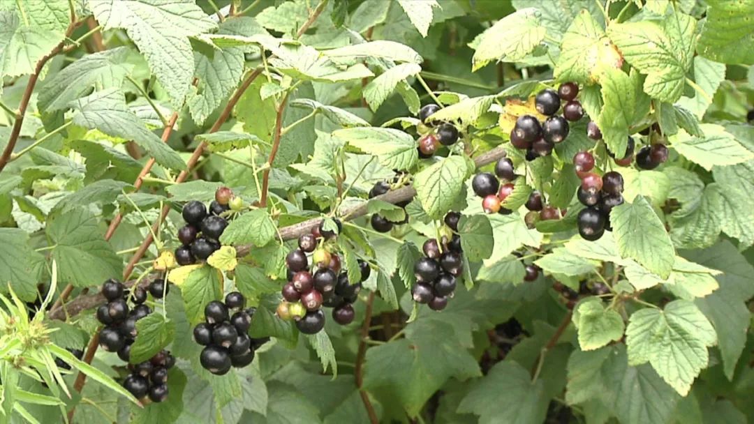 黑加仑变身致富黑珍珠