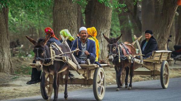 新疆毛驴车,农民过去普遍使用毛驴车