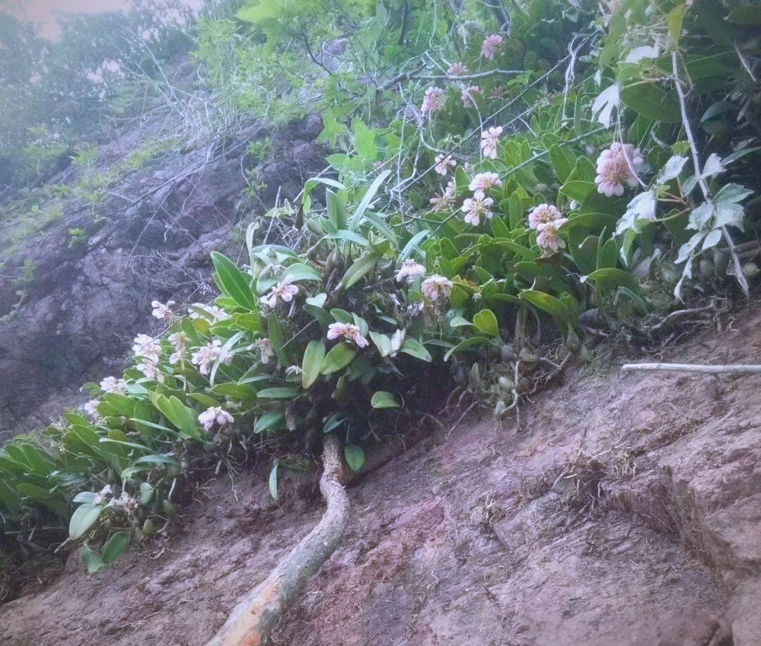 梳帽卷瓣兰:受保护的兰科石豆兰属植物