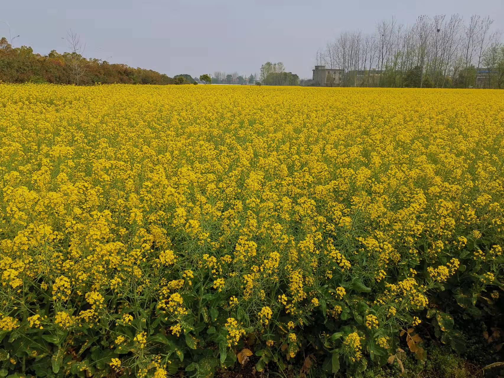 安九公路春日即景