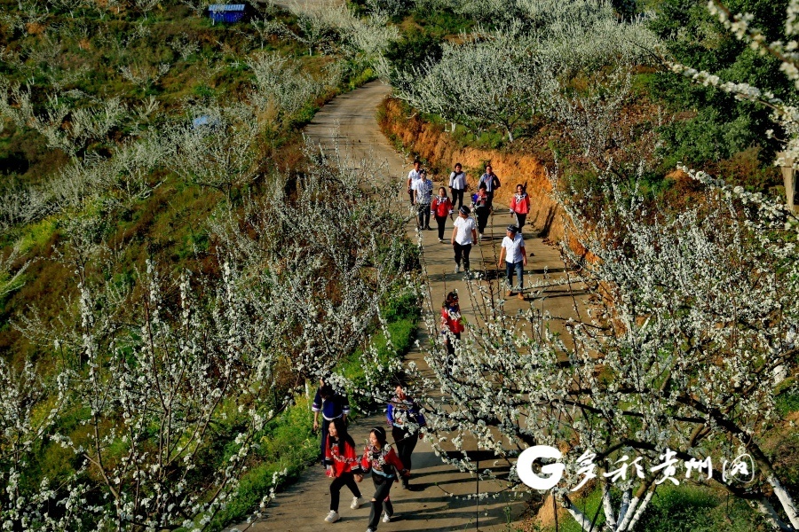 镇宁六马镇:万亩李花竞相怒放 共庆国际劳动妇女节