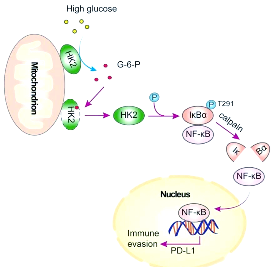糖酵解的生理功能与过程详解