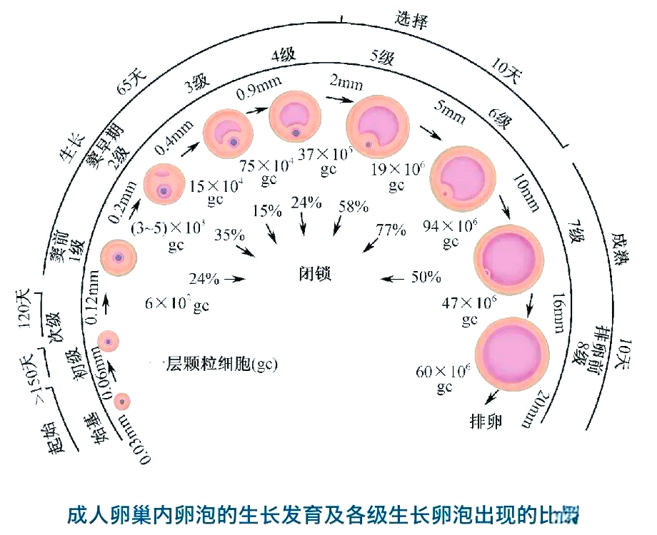 排卵期有几个卵泡(排卵期有几个卵泡排出)