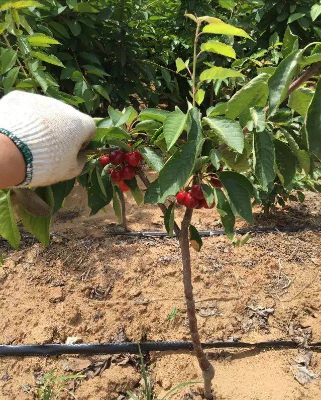 大樱桃春季管理!一定要看,错过了耽误一年