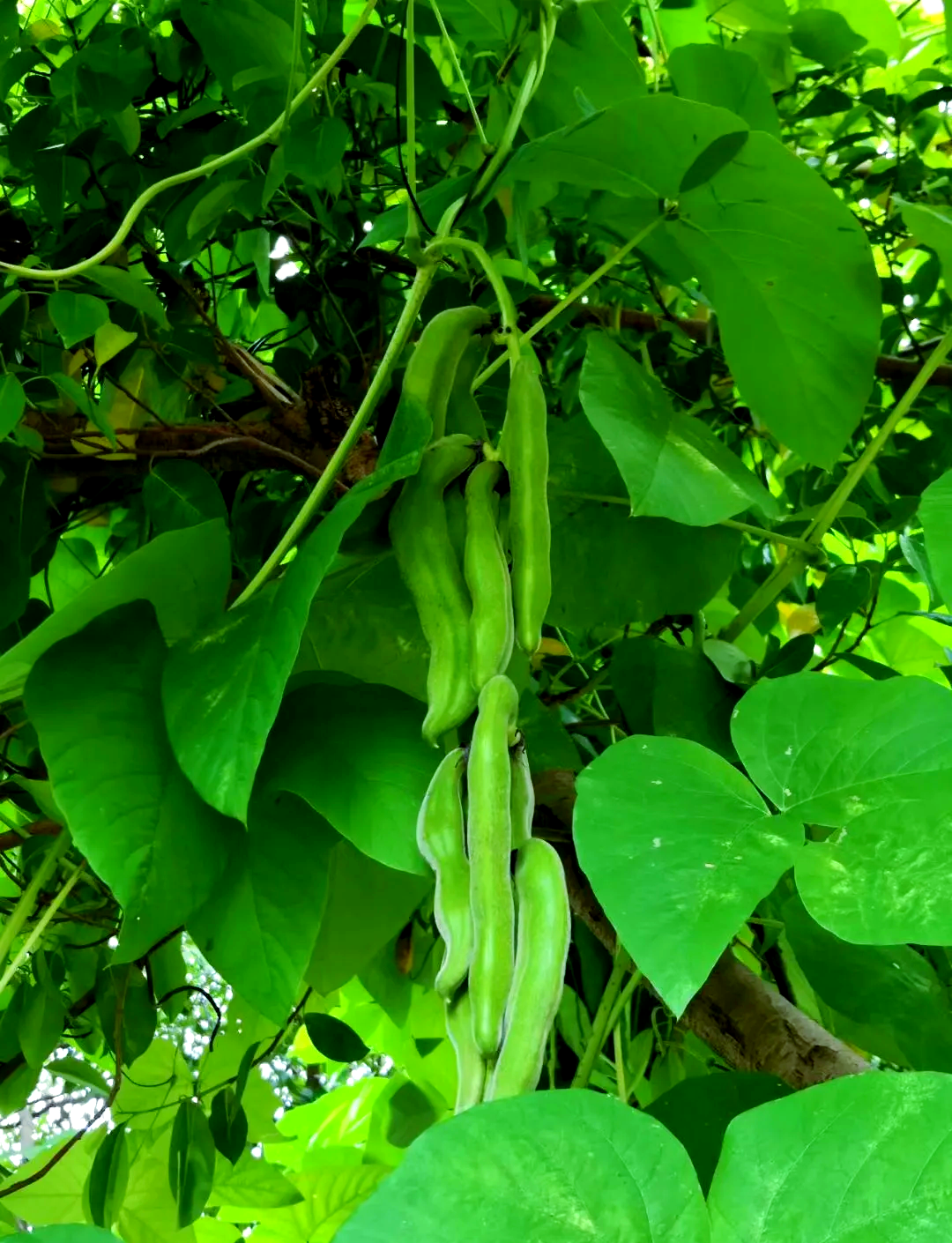 兴国客家餐桌上的独特美食