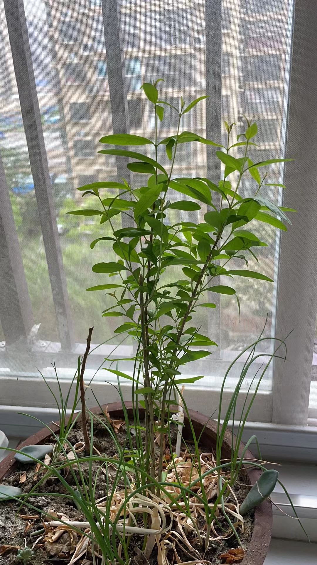石榴树,有点意思,我前年吐的石榴籽,去年发芽,今年茂盛!