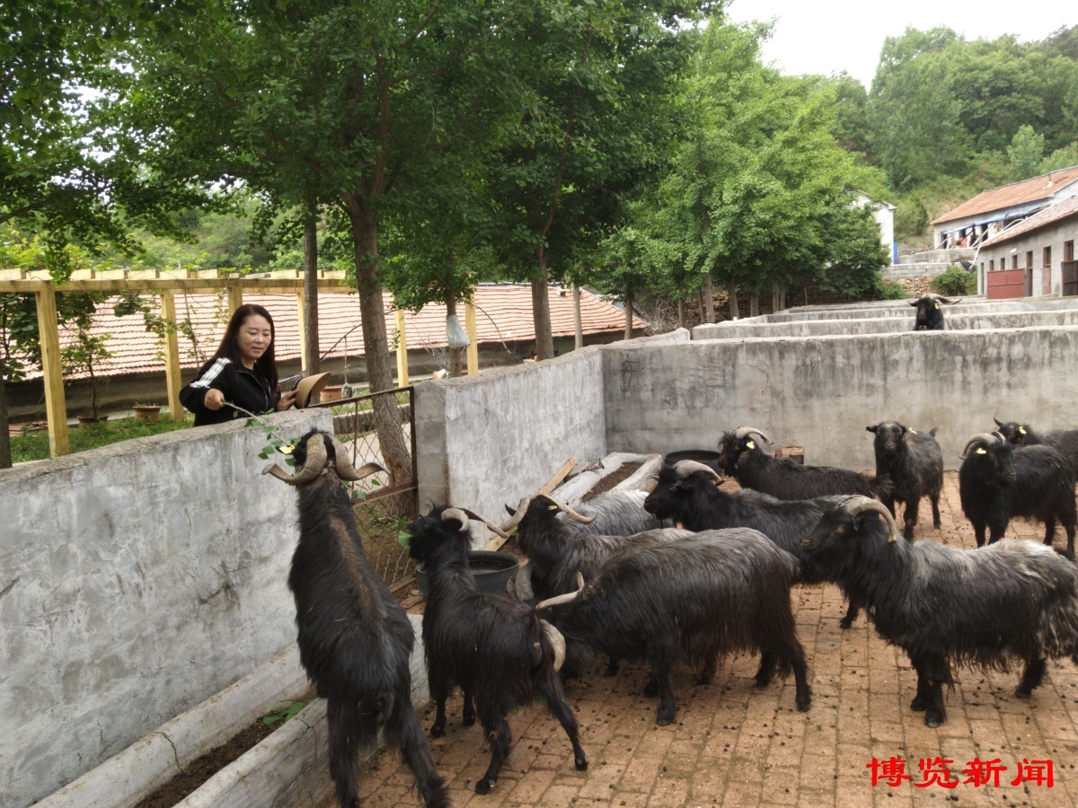 淄博农业造"芯"记⑦︱沂蒙黑山羊:羊中的"黑珍珠"