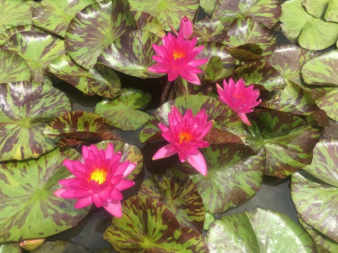 上海荷花睡莲展主会场8个国内首展睡莲品种惊艳登场