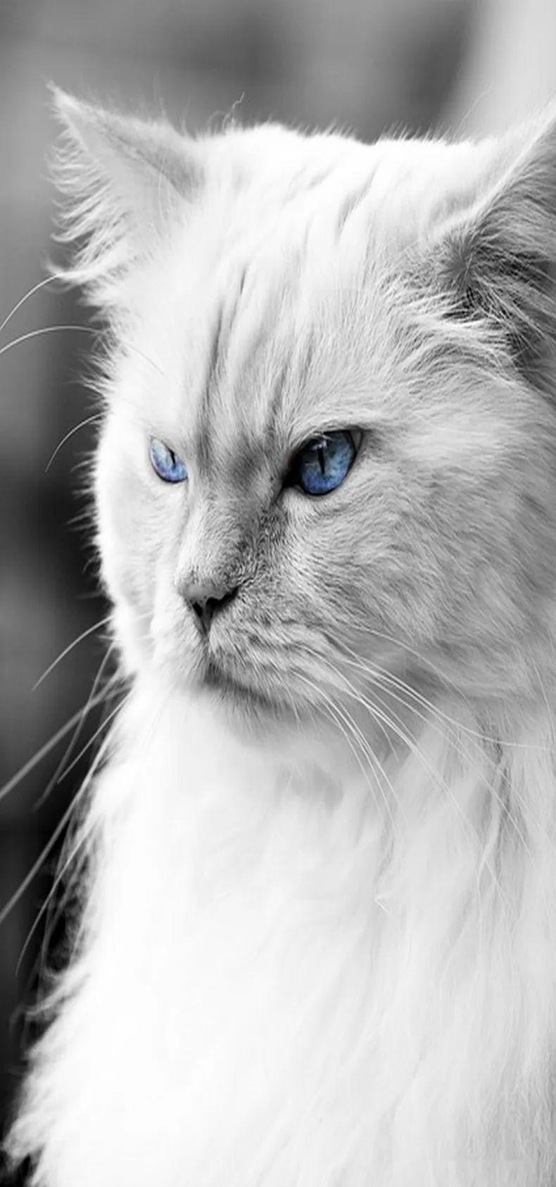 萌力猫咪高清壁纸,让你的手机焕发新光彩!