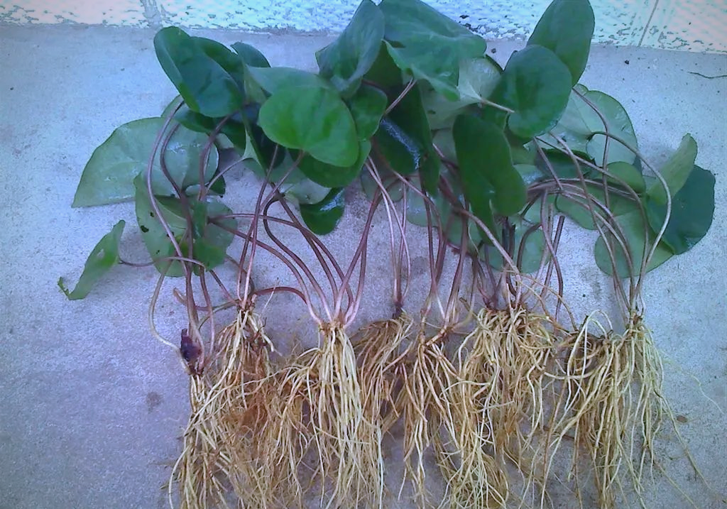 探秘细辛:传统中药材的独特魅力