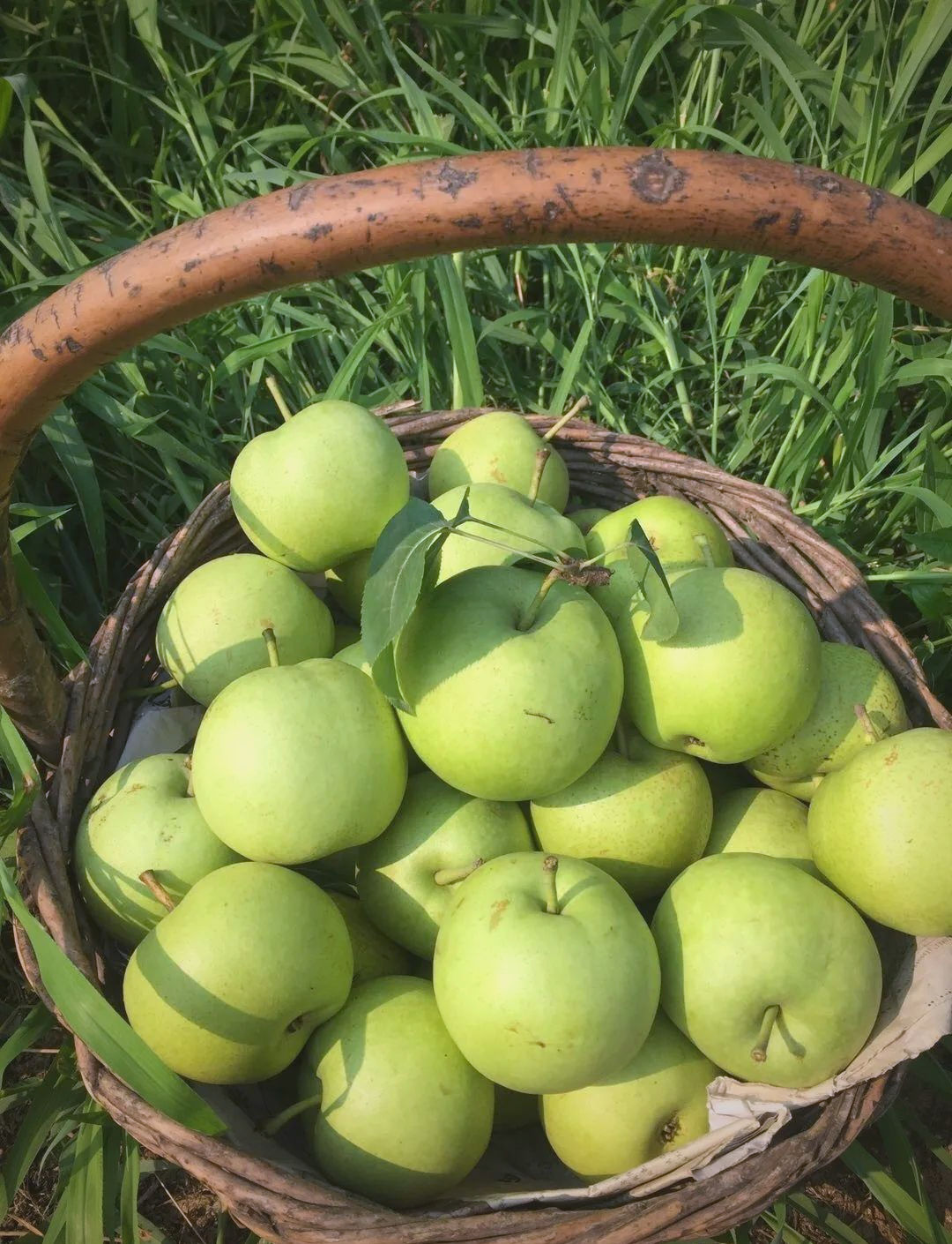 夏季必备,绿宝石梨带来自然清甜