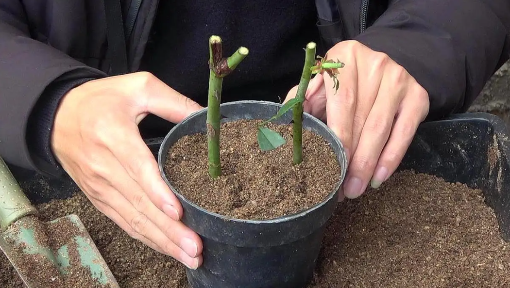 花卉扦插,改选"硬枝"还是"软枝",新手爱乱选,扦插总失败