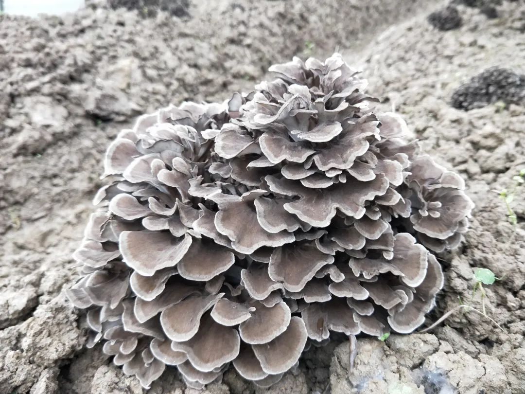 台江排羊乡:灰树花种植 绽放增收梦