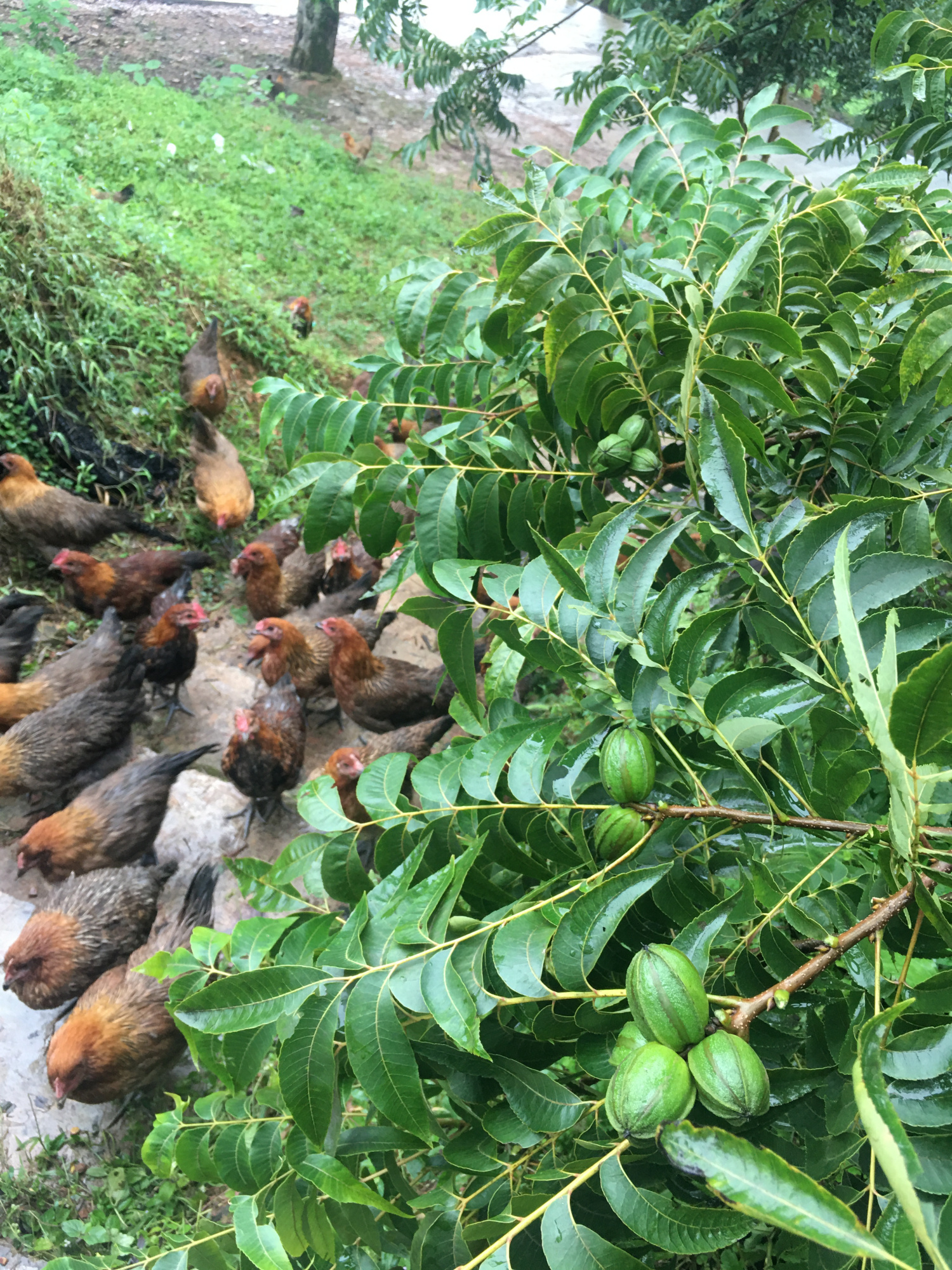 构建"林上果 林中鸡 林下药"山地立体循环农业经济!80后企业家火增明: