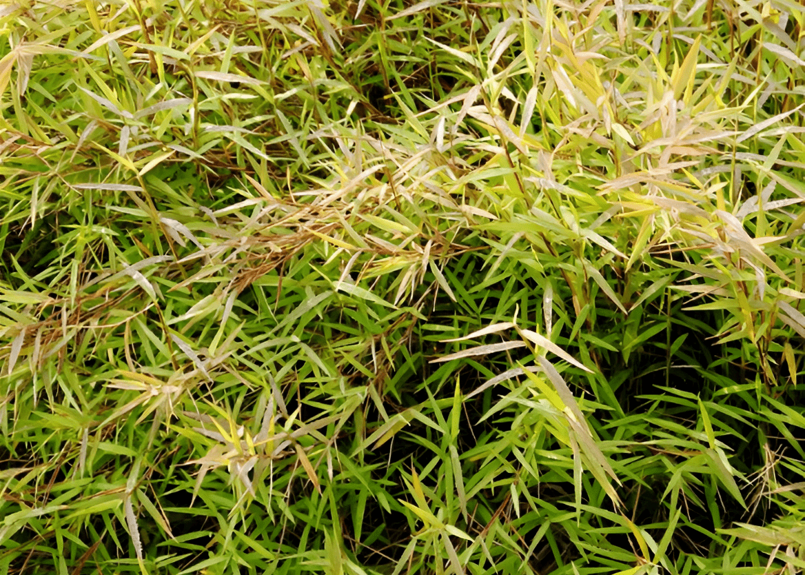 金丝草,围墙边的宝,祖先赞之,壮阳之谓